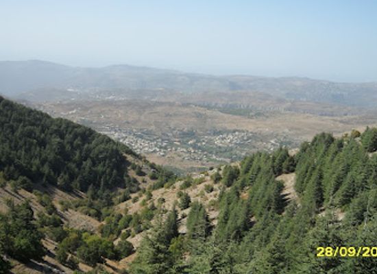 lebanon/chouf-district/landmark/shouf-cedars