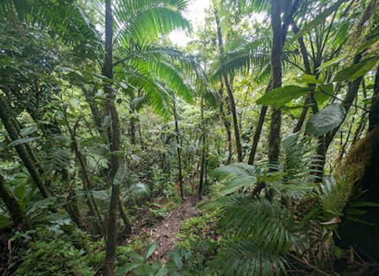 saint-kitts-and-nevis/nevis-peak/landmark/peak-heaven-nevis-peak-hike