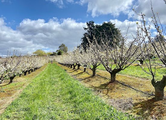 australia/yarra-valley/landmark/cherryhill-orchards-wandin-east