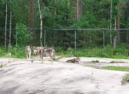 finland/karhunkierros-trail/landmark/ahtari-zoo