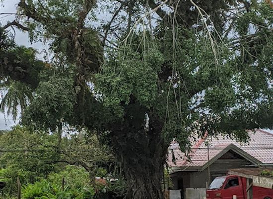philippines/bohol/landmark/old-acasia-tree