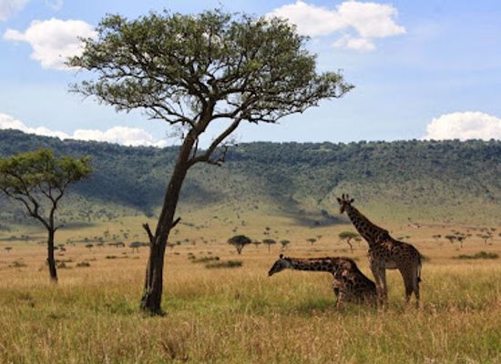 kenya/maasai-mara-national-reserve/landmark/mara-triangle