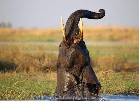 namibia/zambezi/landmark/serondela-lodge