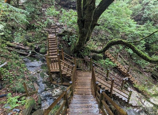 japan/yakushima/landmark/jomon-sugi