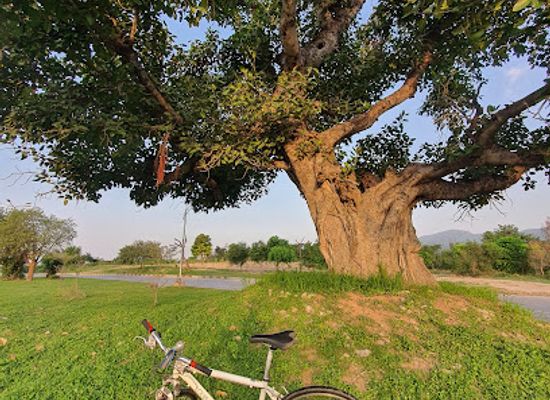 pakistan/northern-areas/landmark/maria-tree
