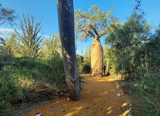madagascar/ifaty/landmark/spiny-forest-ifaty