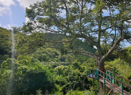antigua-and-barbuda/saint-mary/landmark/antigua-rainforest-canopy-tour