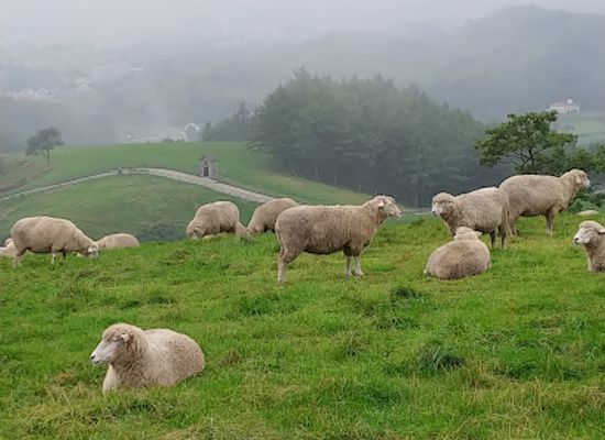 south-korea/gangwon-province/landmark/daegwallyeong-sheep-farm