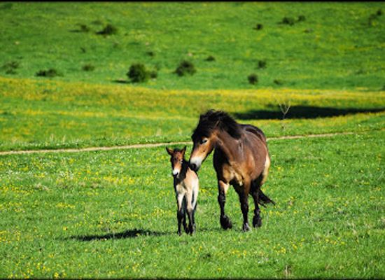denmark/kalundborg/attraction/maderne-rosnas