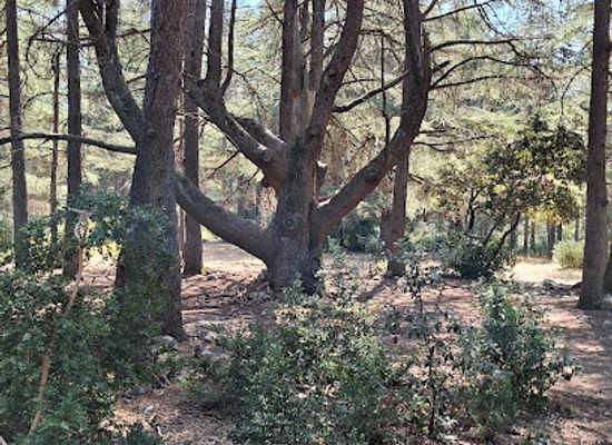 france/luberon/landmark/parking-de-la-foret-de-cedres