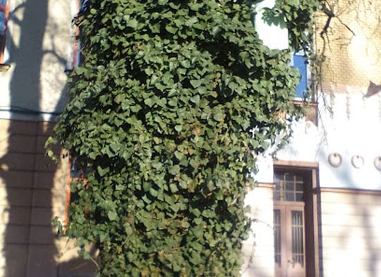 poland/bielsko-biala/landmark/monument-in-tree