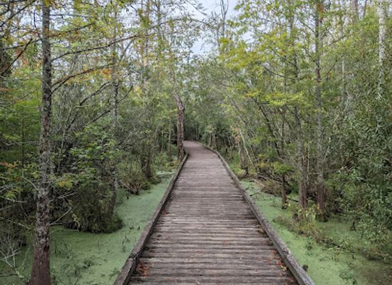 north-carolina/inner-banks/landmark/goose-creek-state-park