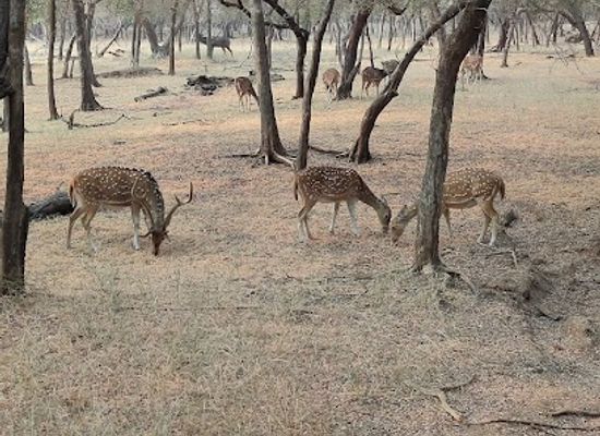 india/ranthambore/landmark/ranthambore-safari
