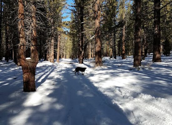 california/mammoth-lakes/landmark/shady-rest-park