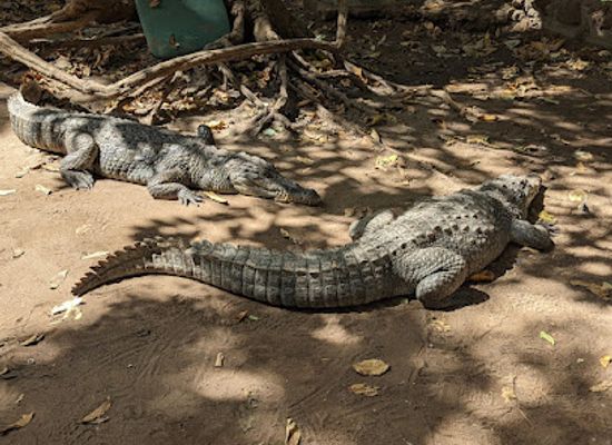 the-gambia/foni-kansala/landmark/kachikally-crocodile-pool