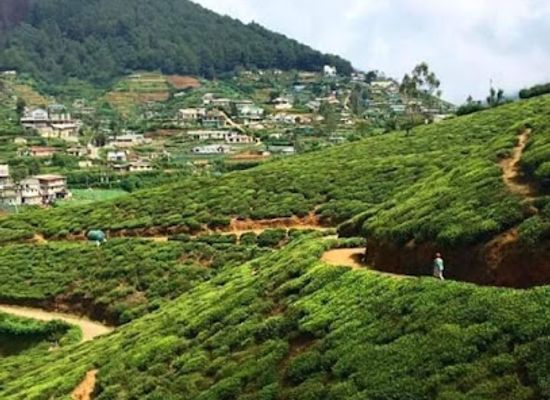 sri-lanka/nuwara-eliya/landmark/ayansala-tour-s