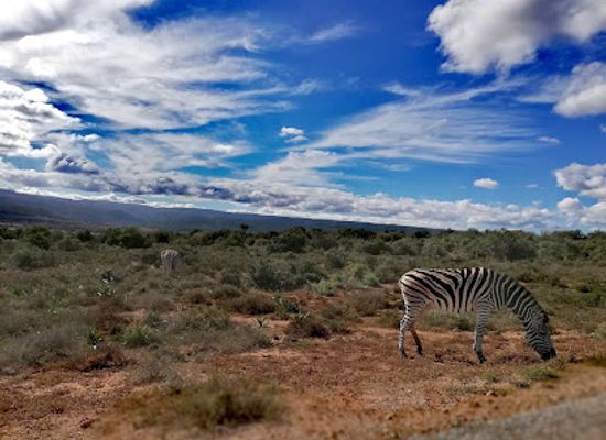 south-africa/highveld/landmark/addo-elephant-national-park