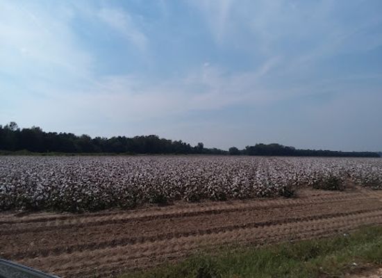 arkansas/delta/landmark/st-francis-sunken-lands-wma