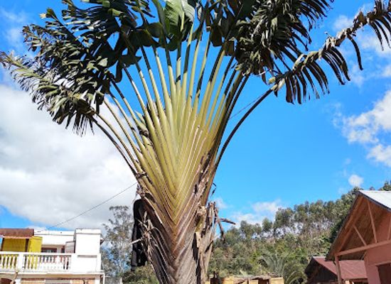 madagascar/analanjirofo/landmark/reserve-speciale-d-analamazoatra