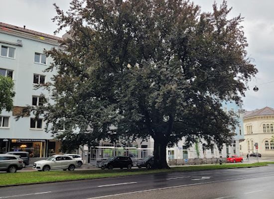 austria/linz/landmark/naturdenkmal-blutbuche
