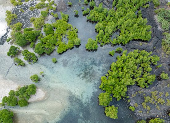 comoros/dimani/landmark/mangrove-de-domoimboini