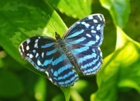 belize/stann-creek-district/landmark/green-hills-butterfly-ranch