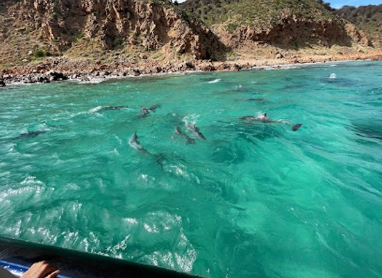 australia/kangaroo-island/landmark/kangaroo-island-marine-adventures