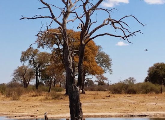 zimbabwe/hwange/landmark/hwange-aerodrome