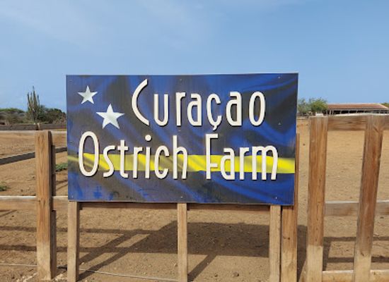 curacao/sta-catharina/landmark/curacao-ostrich-farm