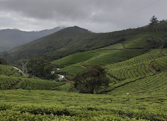 india/munnar/landmark/tea-museum