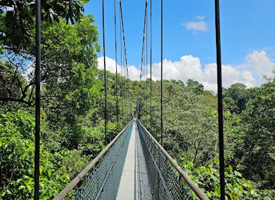 singapore/coney-island/landmark/treetop-walk
