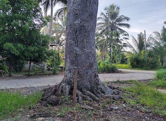 philippines/caraga/landmark/lawaan-tree