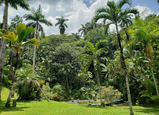 jamaica/cornwall-county/landmark/castleton-botanical-gardens