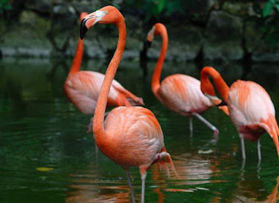 the-bahamas/inagua-islands/landmark/inagua-national-park