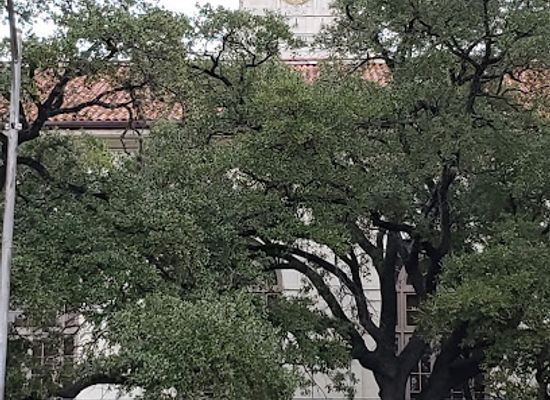 texas/central-texas/landmark/world-s-largest-longhorn