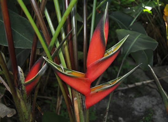 seychelles/baie-lazare/landmark/la-misere-exotics-garden-centre