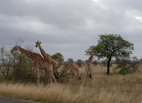 south-africa/bushveld/landmark/kruger-national-park