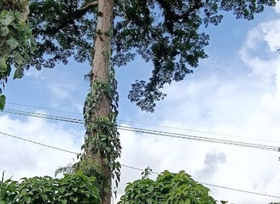 ecuador/santo-domingo-de-los-tsachilas-region/landmark/ceibo-mas-grande-de-santo-domingo