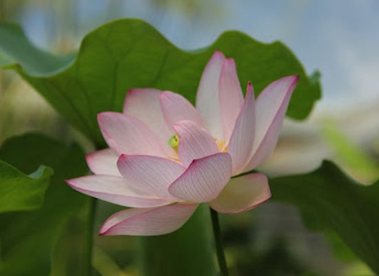denmark/east-jutland/attraction/greenhouses-in-the-botanical-garden