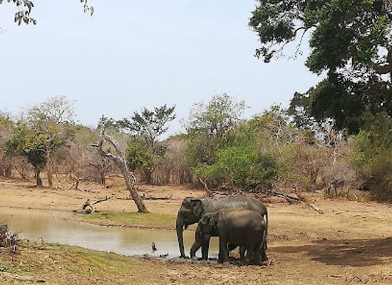 sri-lanka/yala-national-park/landmark/yala-national-park-sri-lanka