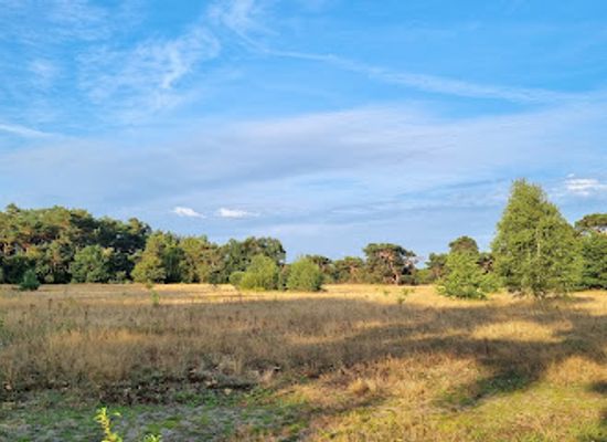netherlands/veluwe/landmark/asselsche-heide