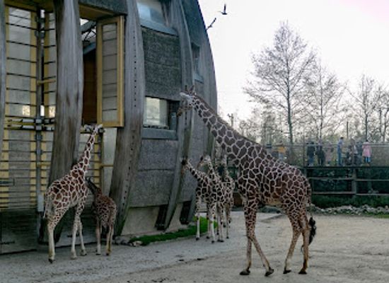 netherlands/rotterdam/landmark/rivierahal-blijdorp-rotterdam-zoo