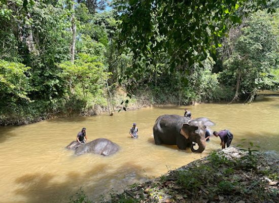 malaysia/pahang/landmark/national-elephant-sanctuary-in-lanchang-pahang