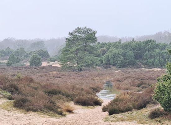 netherlands/drenthe-province/landmark/mantingerveld