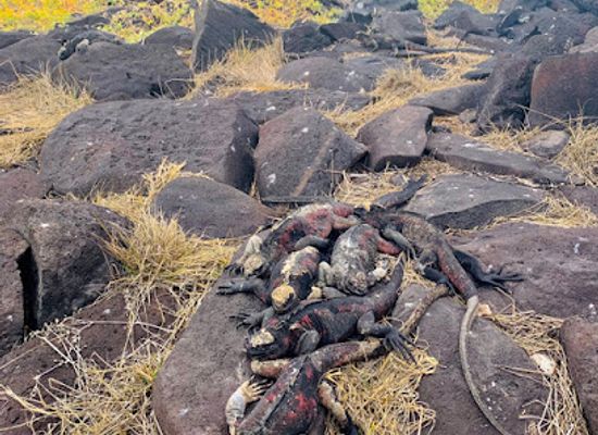 ecuador/puerto-baquerizo-moreno/landmark/touring-galapagos