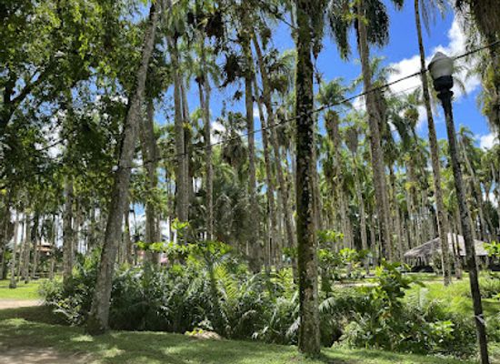 suriname/interior-rainforest/landmark/palmtree-garden