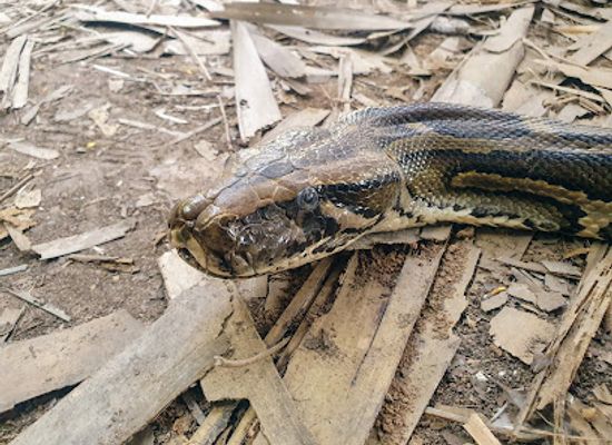 the-gambia/fulladu-west/landmark/the-gambian-reptiles-farm
