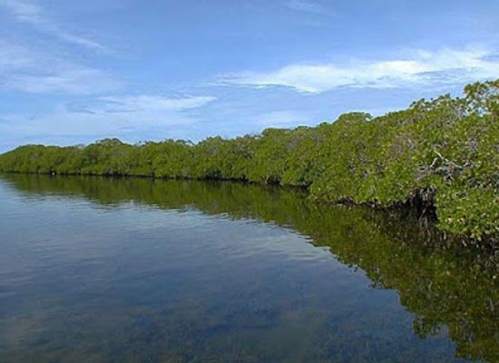 bahrain/tree-of-life/landmark/bahrain-mangrove-forest