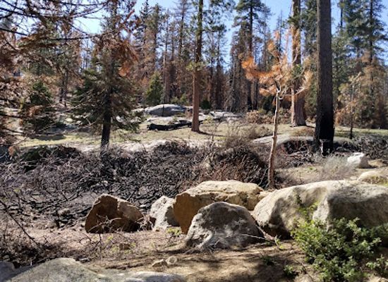 california/sequoia-national-park/landmark/the-peaks-restaurant