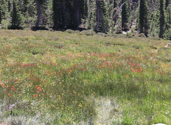 california/shasta-cascade/landmark/the-sacred-spring